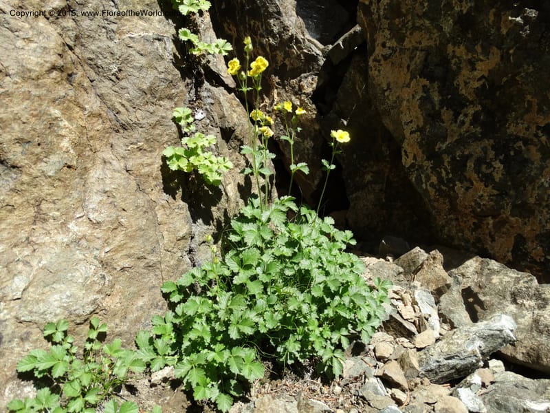 Drymocallis pseudorupestris, Davidson, C 12863--ID. Idaho Co. Seven Devils Mtns. 20 Jul 2015. DSC07745 (34).JPG