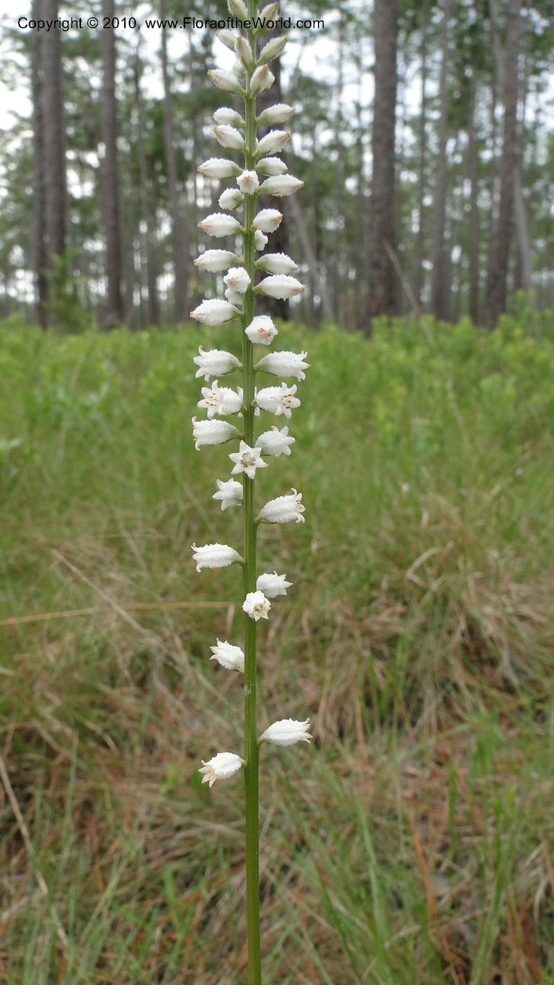 Aletris farinosa, C. Davidson 11748--North Carolina. Brunswick Co. Green Swamp. 21 May 2010. 362 (93).jpg