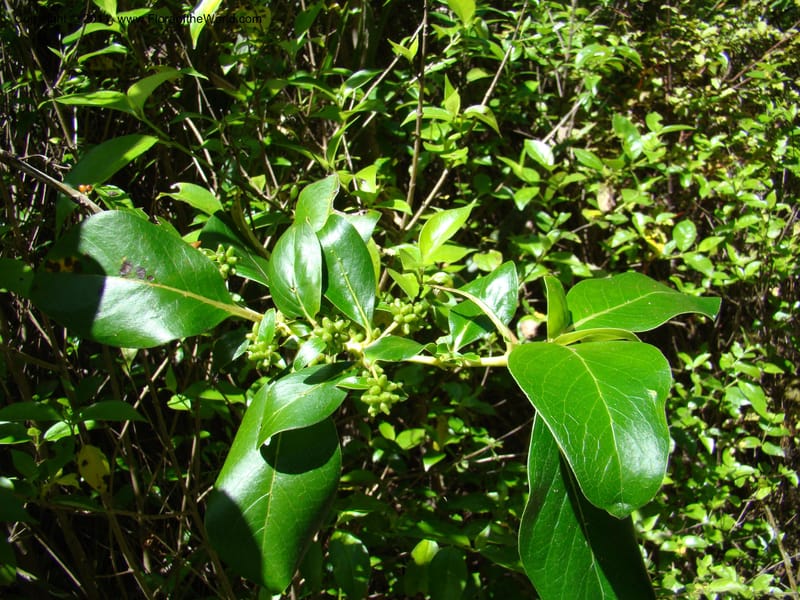 Coprosma robusta, C. Gemmill 654--New Zealand. Waikato Distr. Puke Moke Moke Res. 26 Nov 07. 255 (4).jpg