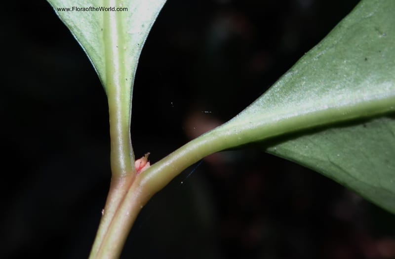 Buxus, VC 5617--Thailand. Surat Thani Prov. Khlong Phanom Nat. Park. 15 Nov 2012. (227).JPG