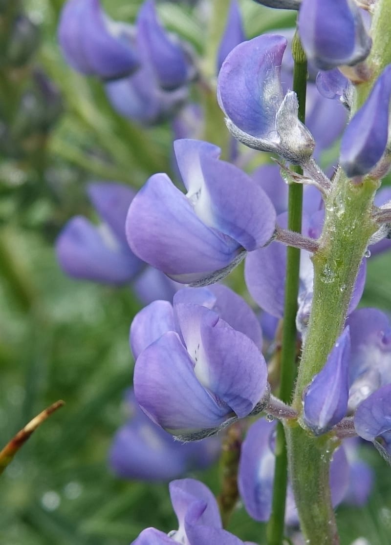 Lupinus argenteus, C. Davidson 13628--ID. Fremont Co. Flat Ranch Preserve (TNC). 16 Jun 2017. DSC01715 (71).JPG