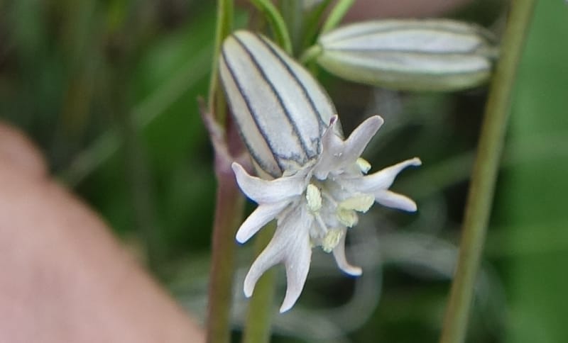 Silene gracilicaulis, D. Boufford 44025--China. Sichuan. Litang Xian. 15 Aug 2017. DSC06139 (259).JPG