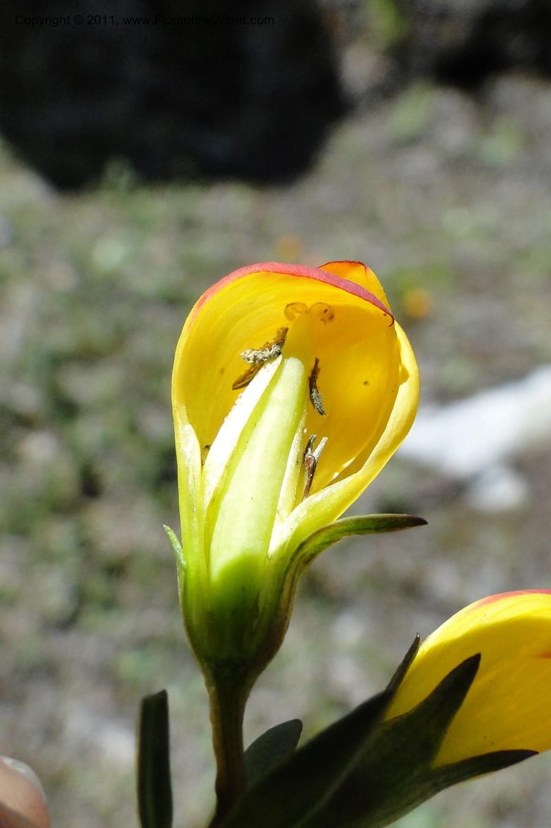 Gentianella hirculus, Ulloa 2116--Ecuador. Azuay. P. N. Cajas. 8 Jun 2011. 072 (13).jpg