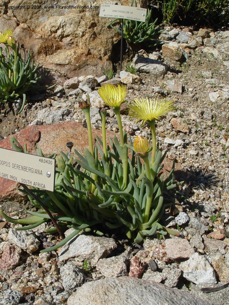 Cheiridopsis derenbergiana, 48.0430--CA. UC Berkeley Bot. Gard. 10 Feb 04. 014.jpg