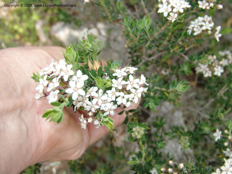 Agathosma puberula cf--So.Africa. E. Cape. Uitenhage Nat. Res. 6 Mch 05. 028.jpg