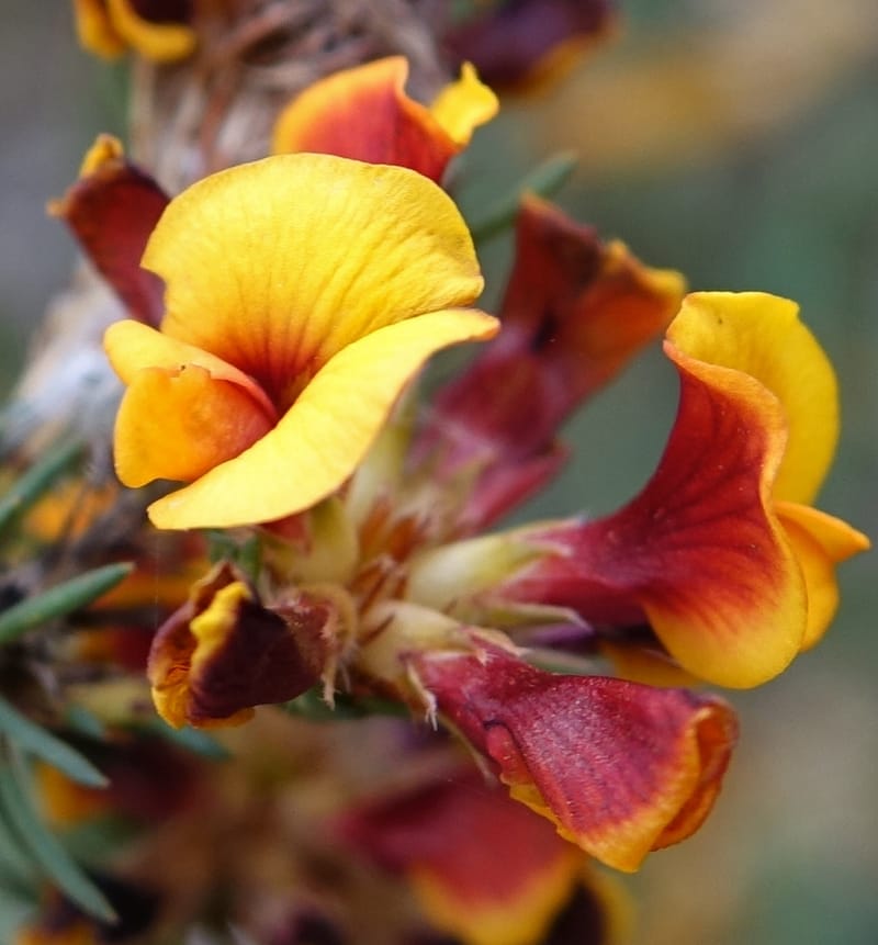Pultenaea verruculosa, Davidson, C 13524--Australia. W. A. Trail to Mt. Hassell. 30 Oct 2016. DSC07078 (89).JPG