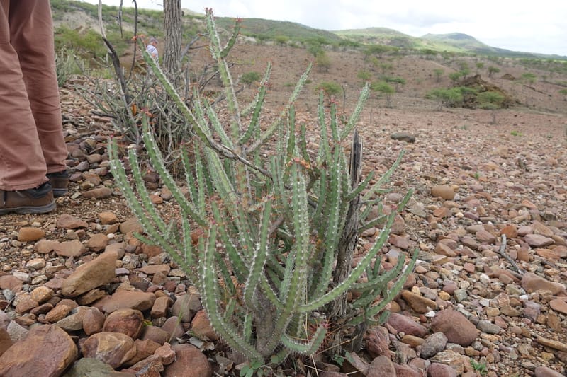 Euphorbia subsalsa subsp. fluviatilis, Nanyenia 1191--Namibia. Dry waterfal. 20 Mar 2018. DSC01925 (23).JPG