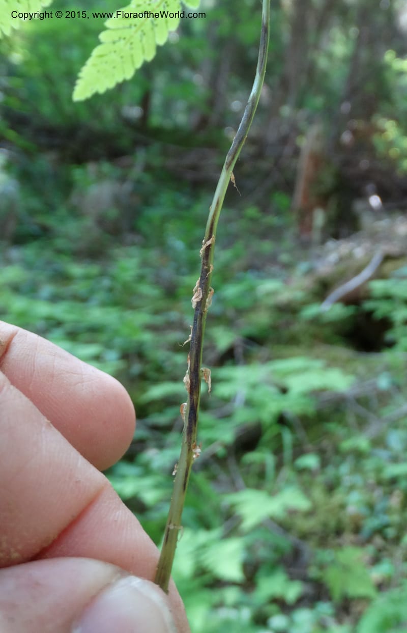 Gymnocarpium dryopteris, Davidson, C 12848--ID. Shoshone Co. St. Hwy 4. E of Burke. 2 Jul 2015. DSC07383 (49).JPG