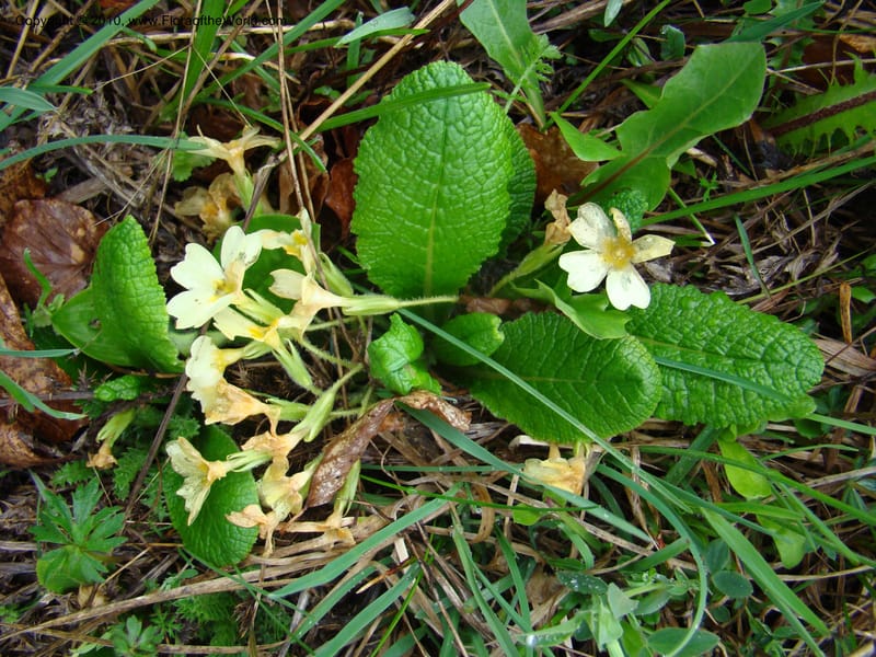 Primula vulgaris, C. Davidson 11222--Slovenia, Stajerska Region, Menina Planina, 19 May 2008.  014 (2).jpg