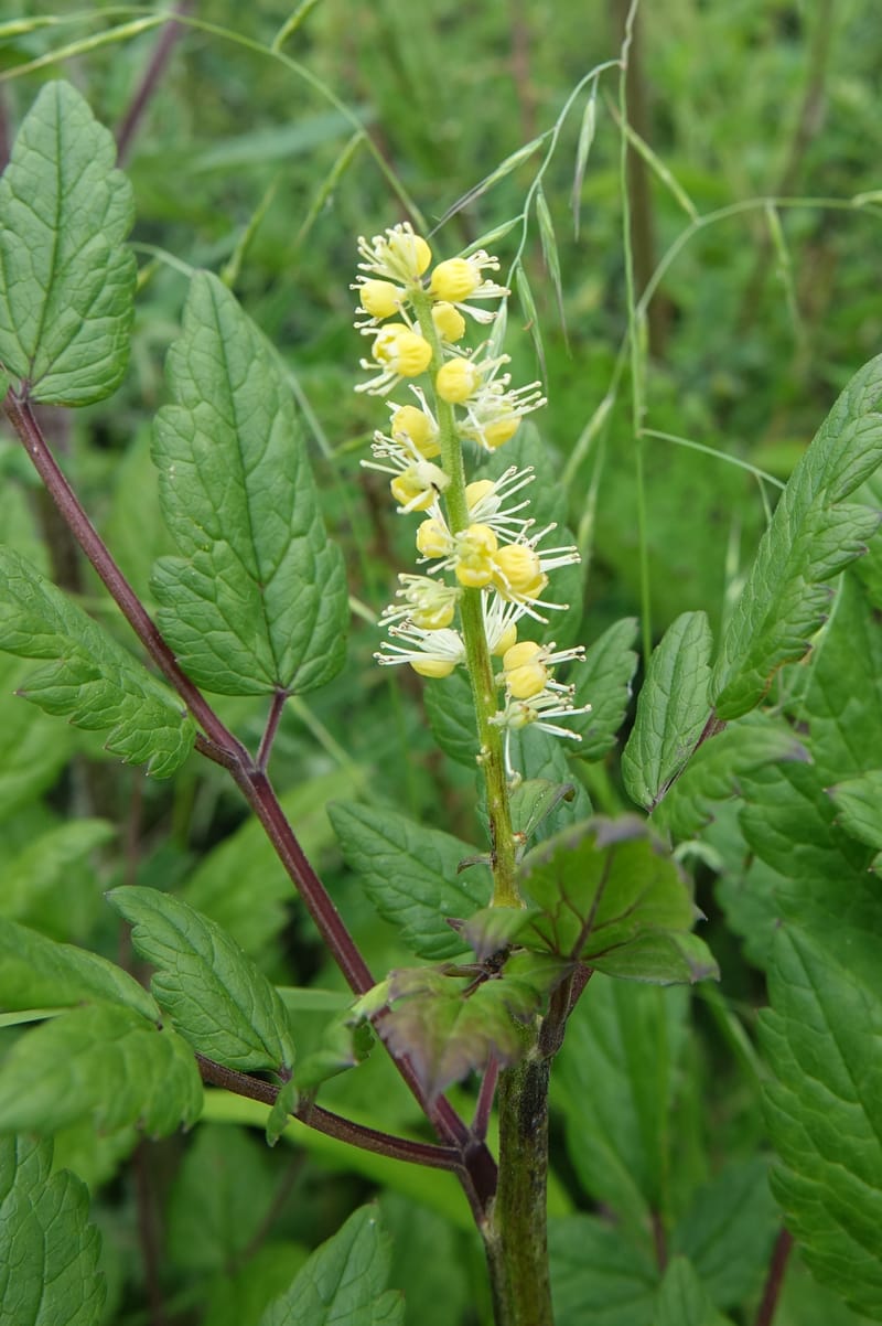 Cimicifuga, C. Davidson 13734--China. Yunnan. Zhongdian Xian. 9 Aug 2017. DSC03874 (209).JPG