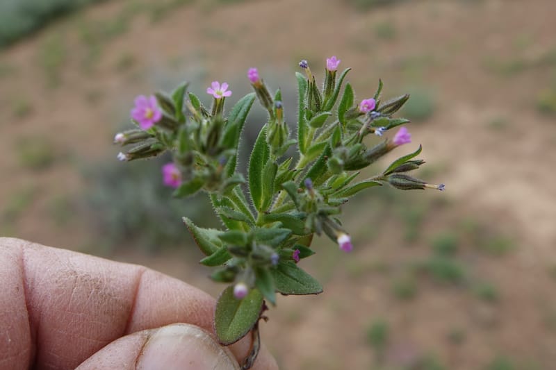 Microsteris gracilis var. humilior, C. Davidson 13566--ID. Blaine Co. Rock Creek Preserve. TNC. 14 May 2017. DSC00477 (127).JPG
