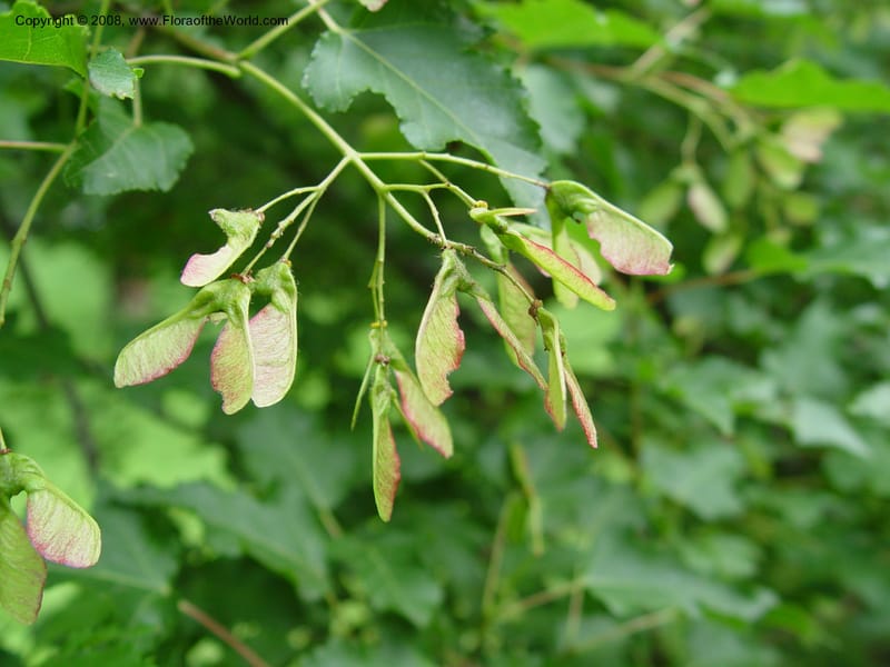 Acer ginnala v. aidzuense, 1852-77-A--MA. Arnold Arboretum.   30 Jun 03. 007.jpg