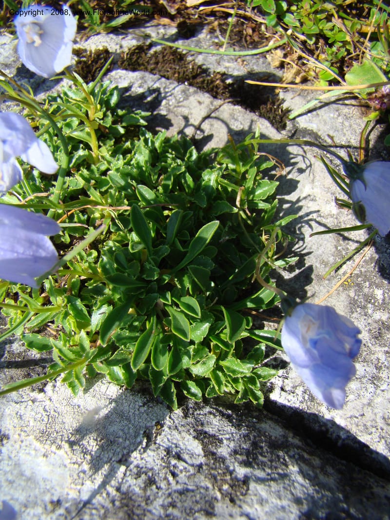 Campanula, CDavidson11252--Slovenia. Gorenska Reg. Velika Planina. 6 Jul 08. 119.jpg