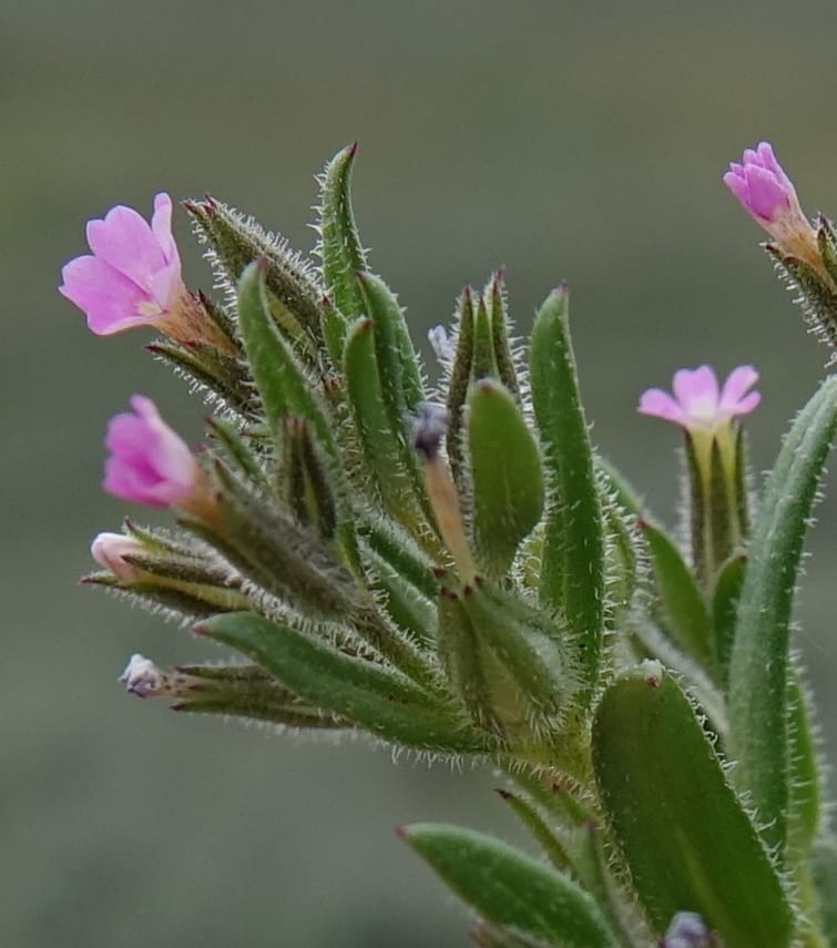 Microsteris gracilis var. humilior, C. Davidson 13566--ID. Blaine Co. Rock Creek Preserve. TNC. 14 May 2017. DSC00477 (128).JPG
