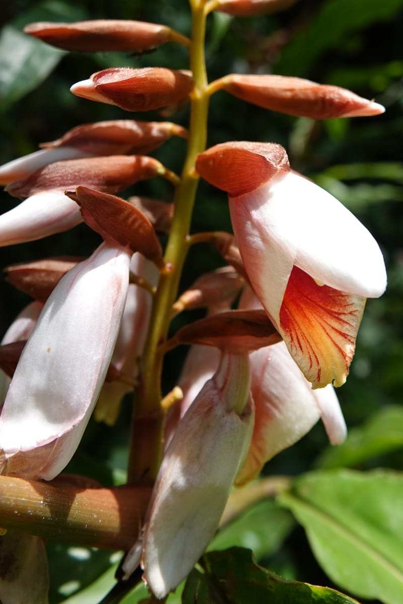 Alpinia blepharocalyx, D. Boufford 44112--China. Yunnan. Lao jun Shan. 30 Apr 2018. DSC00424 (196).JPG