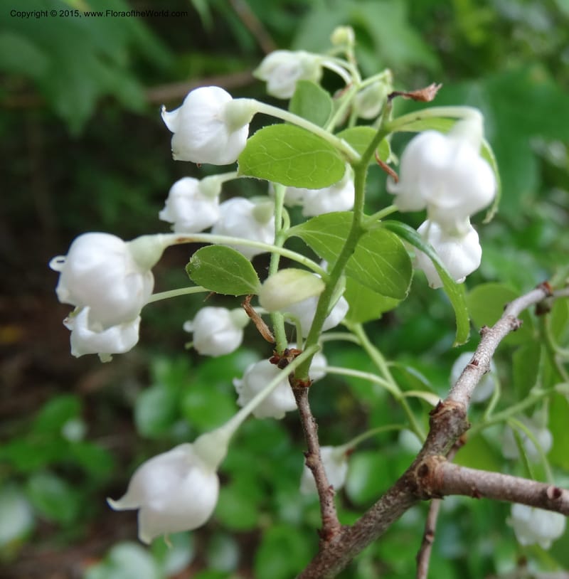 Vaccinium arboreum, Davidson, C 13042--South Carolina. Oconee Co. Tugaloo R. 19 May 2015.  (80).JPG