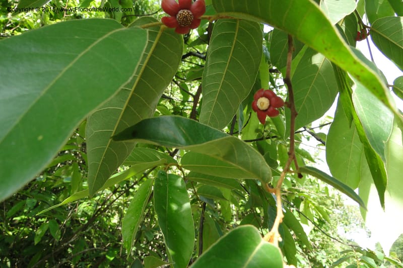 Uvaria, Regalado 1954--Viet Nam. Forest Block 19. 15 May 2011. 144 (23).jpg