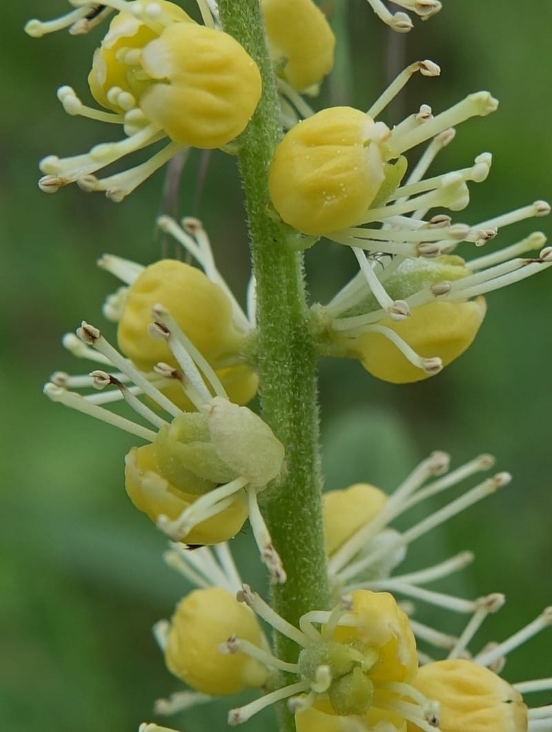 Cimicifuga, C. Davidson 13734--China. Yunnan. Zhongdian Xian. 9 Aug 2017. DSC03874 (214).JPG
