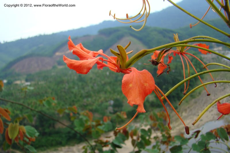 Bauhinia, Regalado 1717--Viet Nam. Thua Thien Hue Prov. Nam Dong Distr. Thuang.12 Apr 09. 292.jpg