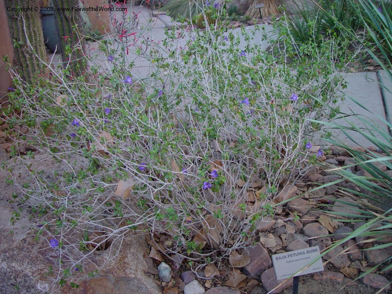 Ruellia peninsularis--CA.  The Living Desert Zoo & Gardens, Palm Desert. 15 Feb 03 037.jpg