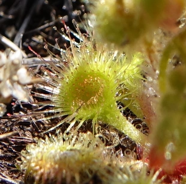 Drosera glanduligera, Davidson, C 13468--Australia. W.A. Sullivan's Rock. 28 Oct 2016. DSC05796 (133).JPG