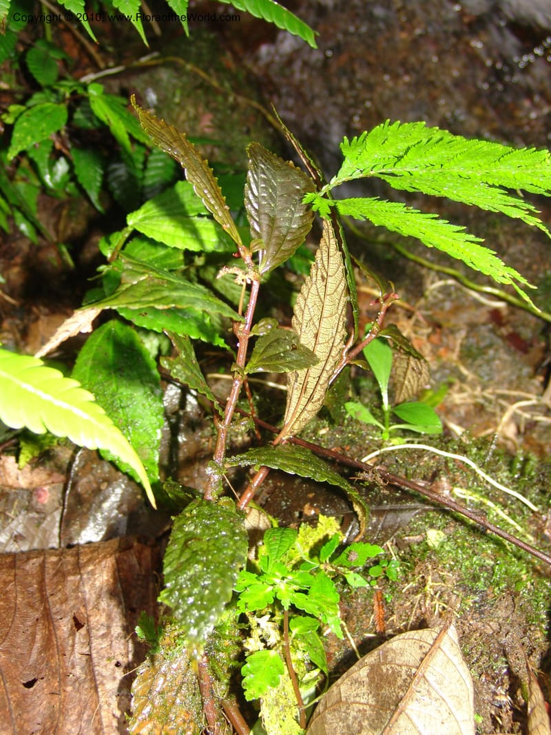 Pilea centradenioides, Croat 96284--Ecuador. Prov. Pichincha. La Union-Chiriboga-Quito. 22 Mar 06. 082 (1).jpg
