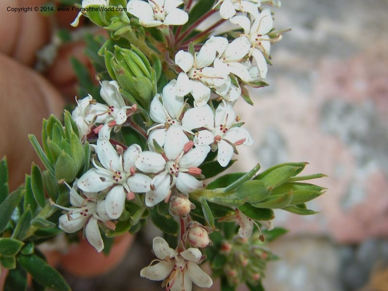 Agathosma puberula--So. Africa. E. Cape. Uitenhage Nat. Res. 6 Mch 05. 034.jpg