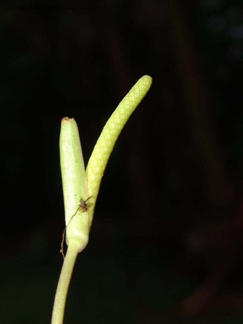 Anthurium bernardii, Croat 95946--Ecuador. Edo. Pichincha. Bosque Nublado Sta. Lucia. 14 Mar 06. 428 (5).jpg