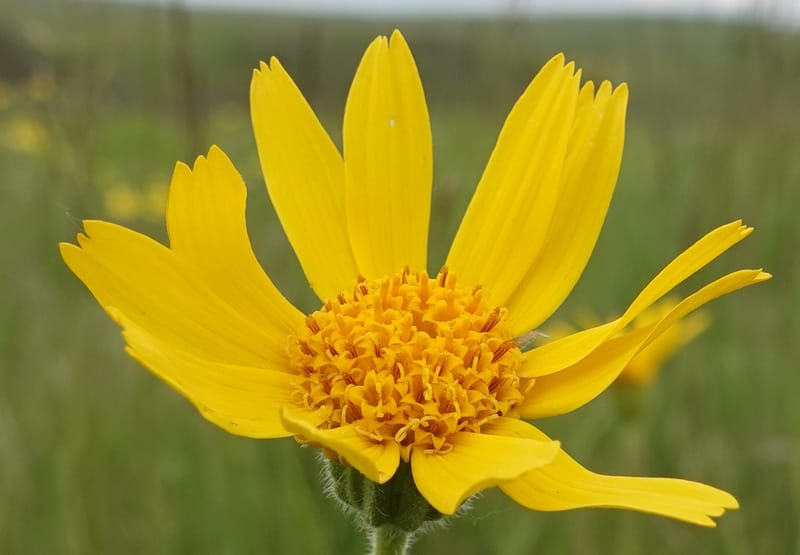 Arnica sororia, C. Davidson 13758--Oregon. Wallowa Co. Zumwalt.Trail Cr. Rd. 4 Jun 2018. DSC04078 (277).JPG