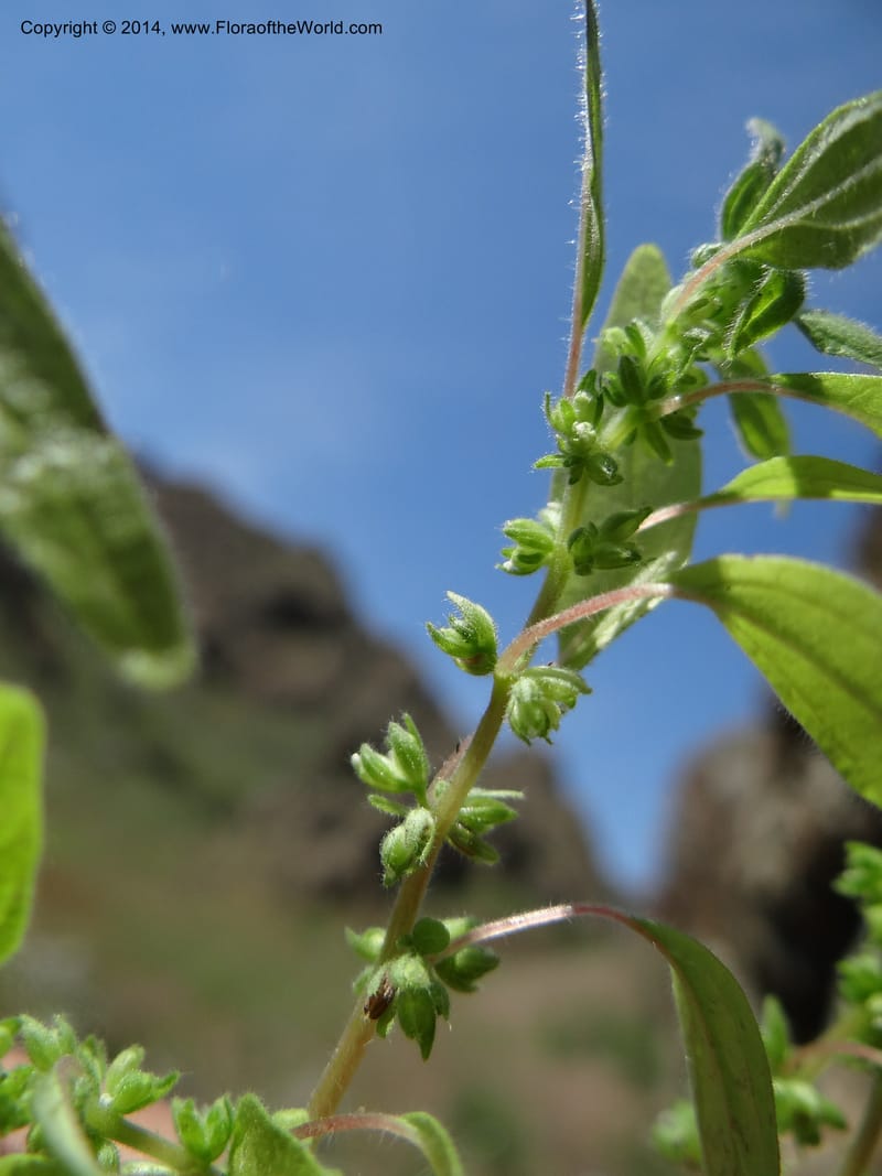 Parietaria pensylvanica, Davidson, C 12143--Oregon. Wallowa Co. Imnaha River. 7 May 2013. DSC03887 (267).JPG