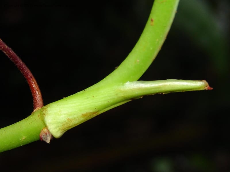 Anthurium bernardii, Croat 95946--Ecuador. Edo. Pichincha. Bosque Nublado Sta. Lucia. 14 Mar 06. 428 (8).jpg