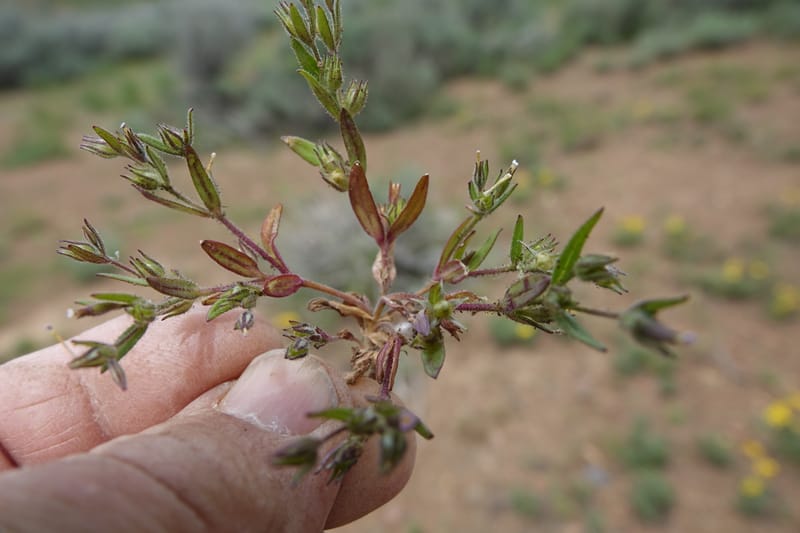 Microsteris gracilis var. humilior, C. Davidson 13566--ID. Blaine Co. Rock Creek Preserve. TNC. 14 May 2017. DSC00477 (121).JPG