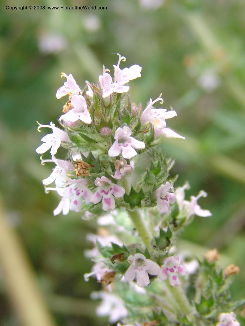 Thymus tiflisensis--Georgia. Gori Upland, Gareji Steppe. Near salty lake. 9  Jun 05. 128.jpg