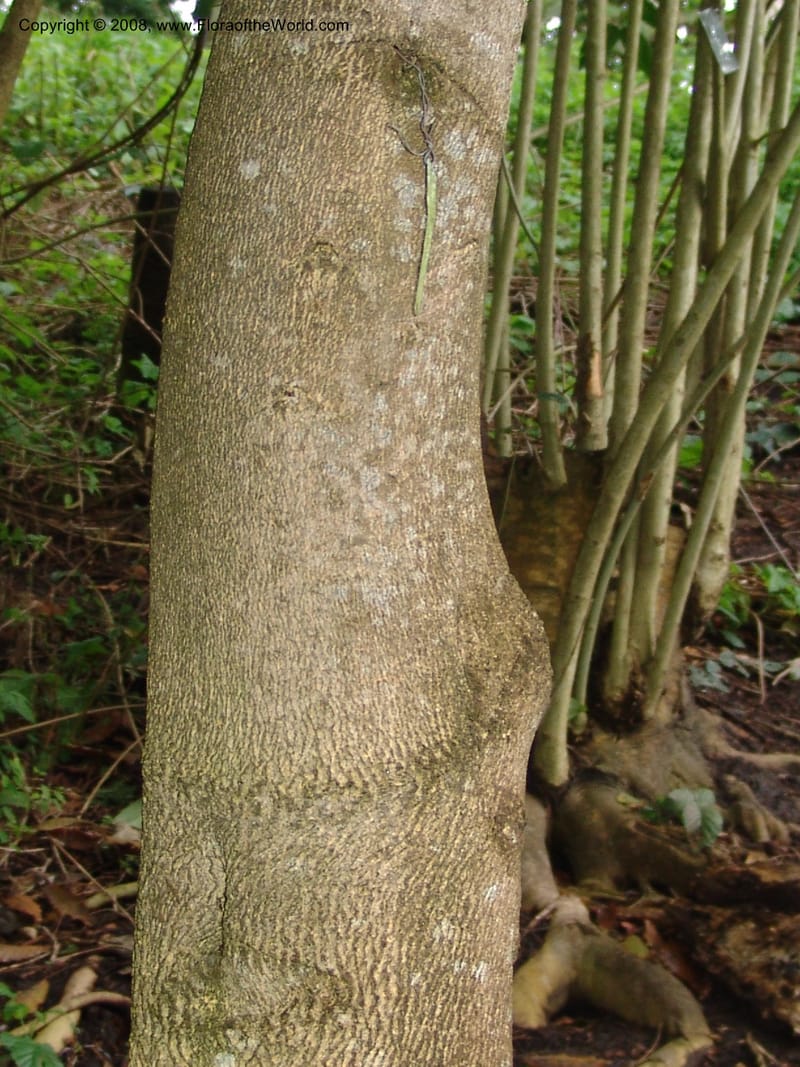 Zinowiewia matudai--CA. San Francisco Botanical Garden (Strybing Arb.). 30 Mch 06. 222.jpg