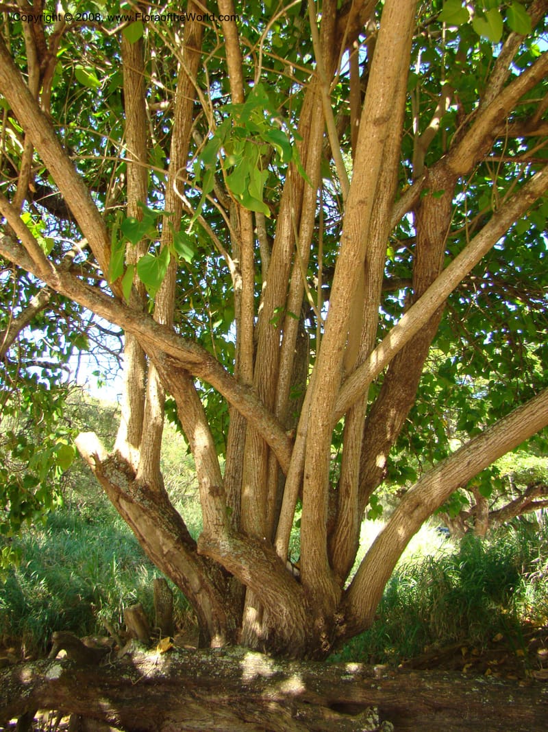 Thespesia populnea--Hawaii. W Maui. DT Fleming St Beach Park. 26 Mch 08. 009.jpg