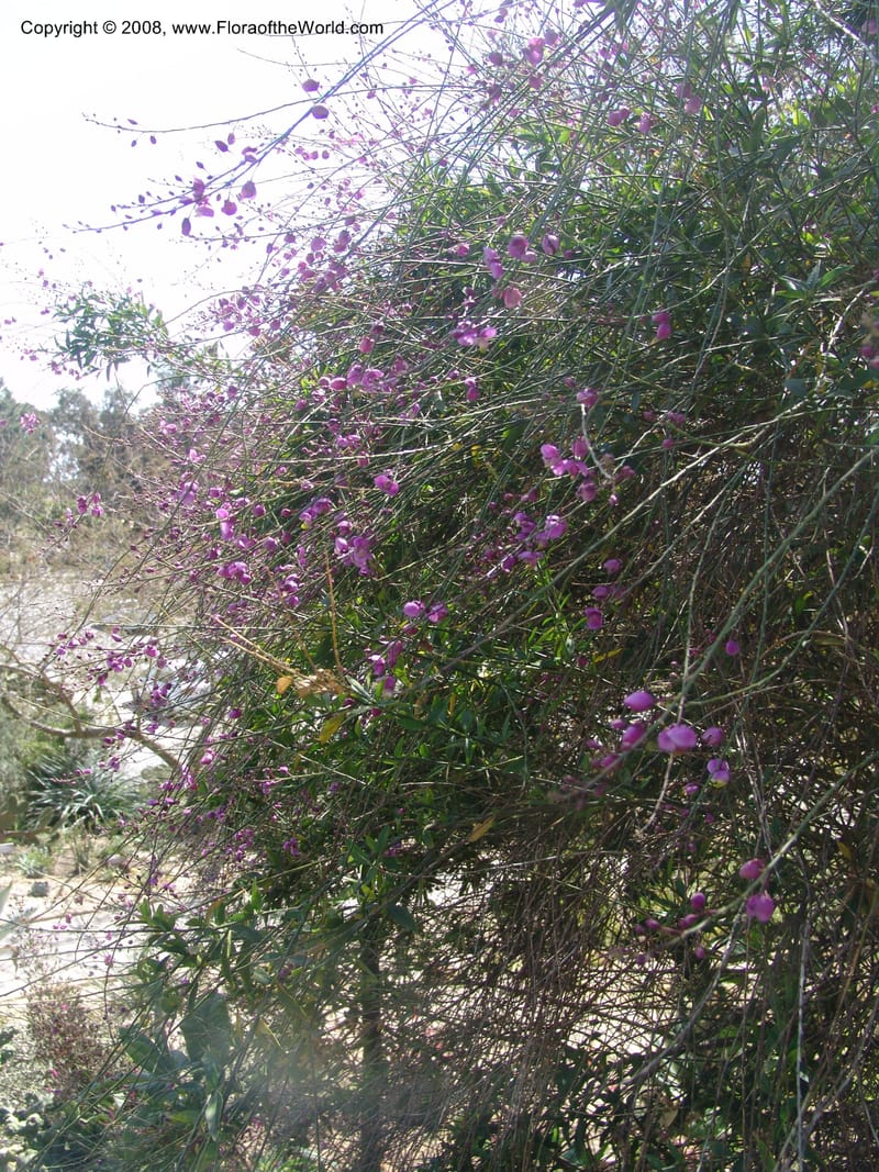 Polygala apopetala--CA. Quail Botanical Garden. 9 Apr 05. 084.jpg