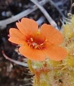 Drosera glanduligera, Davidson, C 13468--Australia. W.A. Sullivan's Rock. 28 Oct 2016. DSC05796 (135).JPG