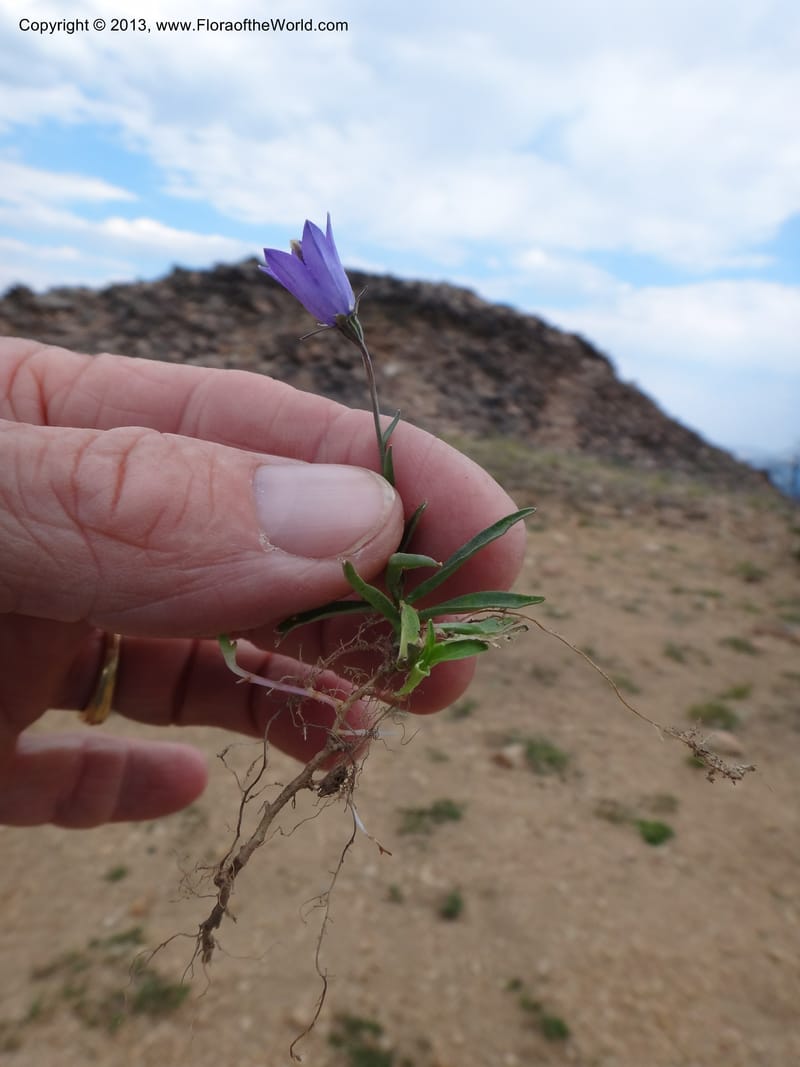 Campanula, Davidson, C #12084--ID, Valley Co., Elk Summit, 7 Aug 2012 DSC00699 (10).JPG