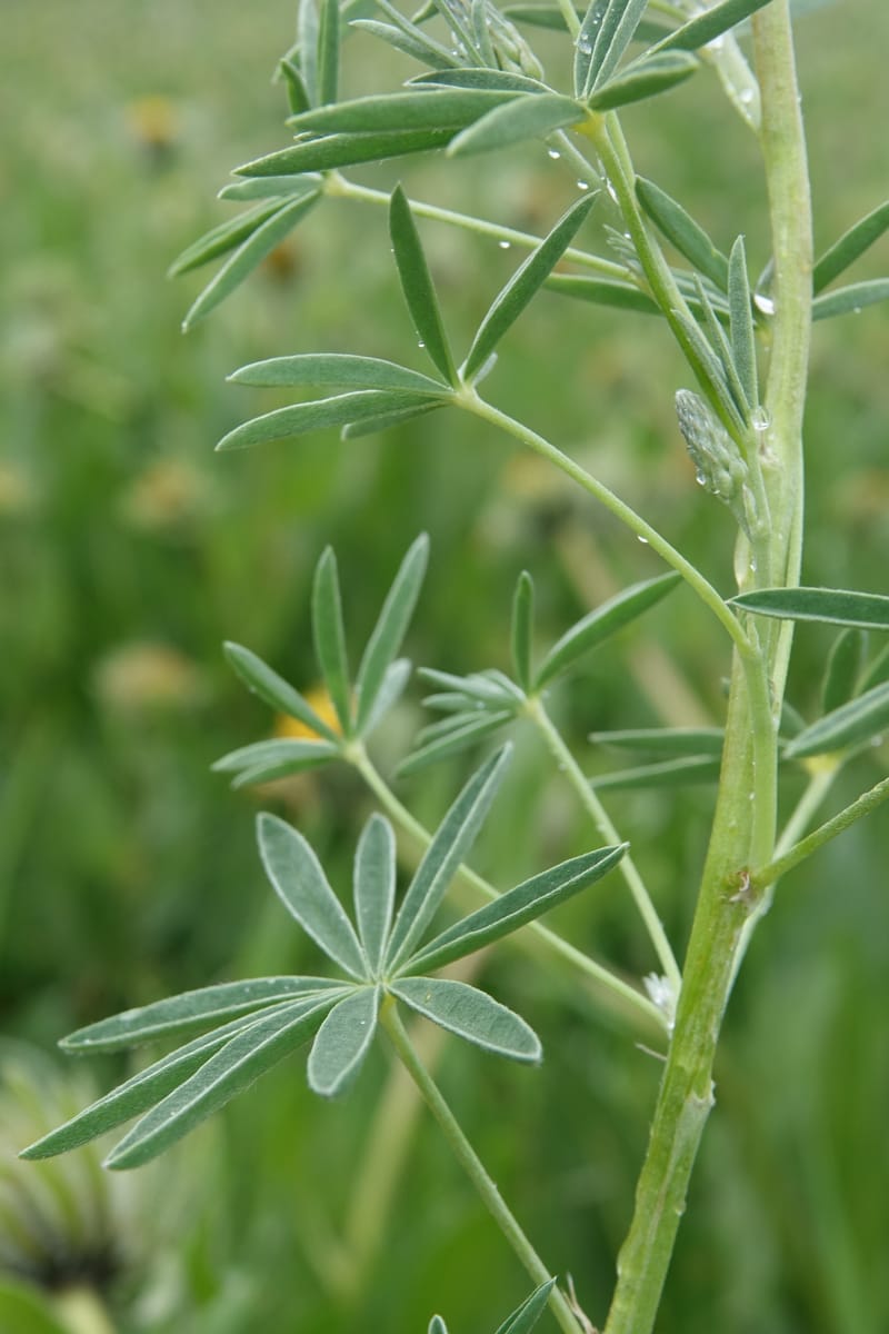Lupinus argenteus, C. Davidson 13628--ID. Fremont Co. Flat Ranch Preserve (TNC). 16 Jun 2017. DSC01715 (79).JPG
