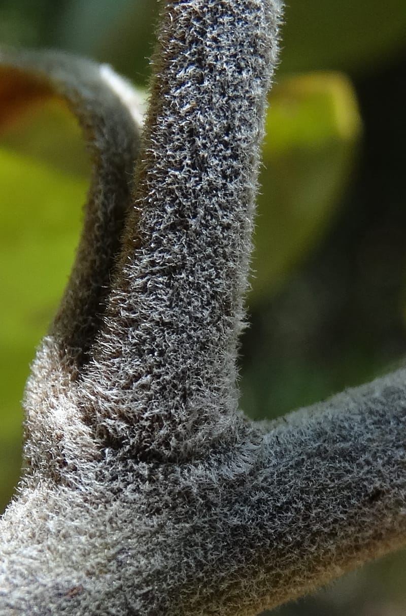 Cryptocarya turrilliana, Lowry, P 7352--Fiji. Nabouwalu Rd. 5 Nov 2015. DSC09606 (15).JPG