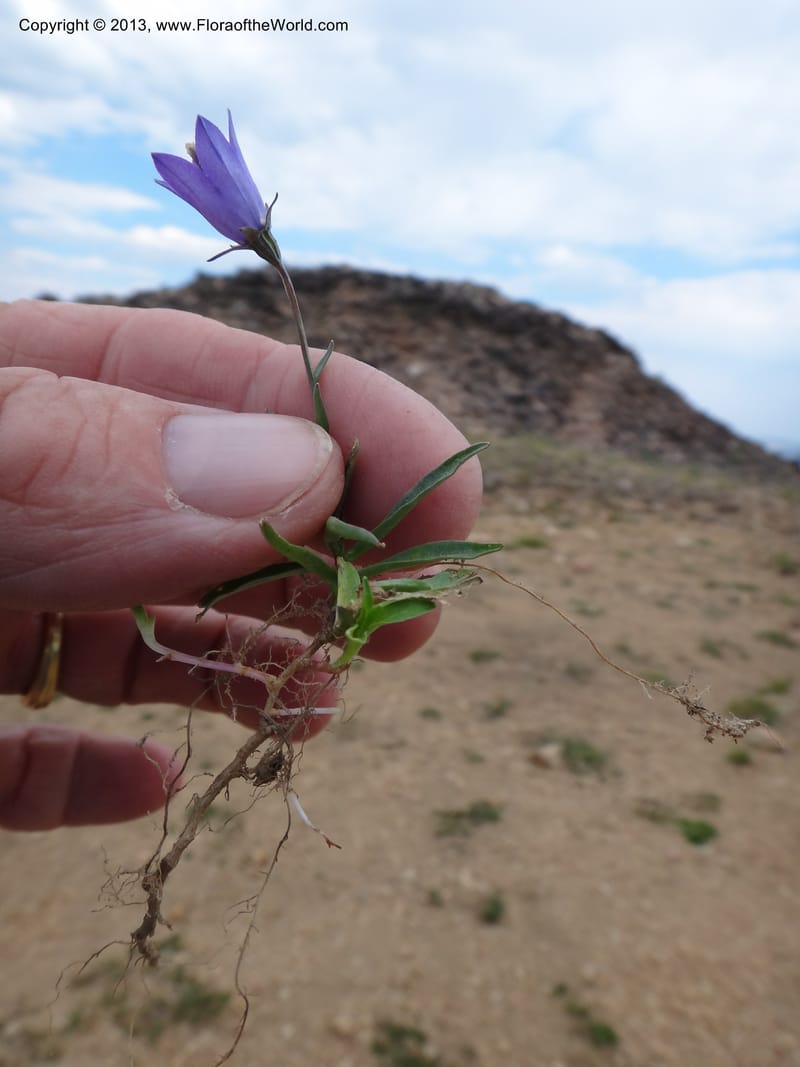 Campanula, Davidson, C #12084--ID, Valley Co., Elk Summit, 7 Aug 2012 DSC00699 (9).JPG
