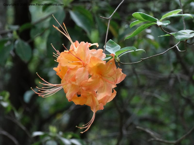 Rhododendron calendulaceum, Davidson, C 12949--North Carolina. Trans. Co. Yellow Gap Rd. Pink Beds. 11 May 2015. DSC03958 (3).JPG