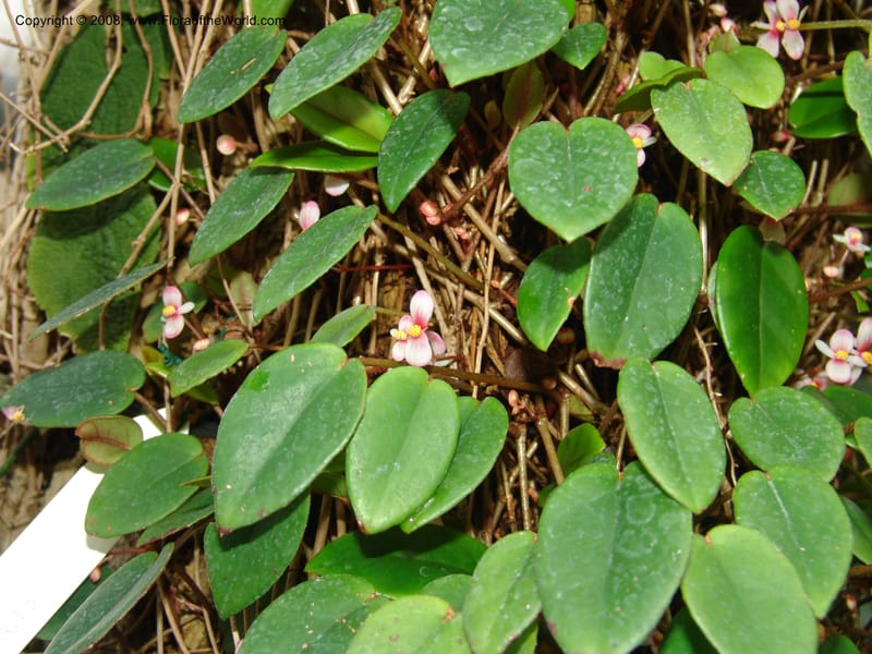 Begonia eleagnifolia--France. Nancy. Jard. Bot. Montet. 2 May 05. 169.jpg