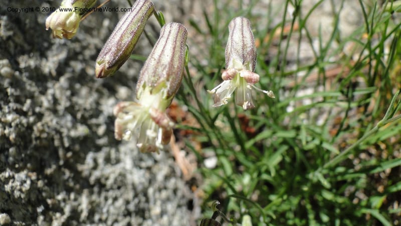 Silene repens, C. Davidson 11766--ID. Idaho Co. Josephine Lk Rd . 27 July 2010. 001 (62).jpg