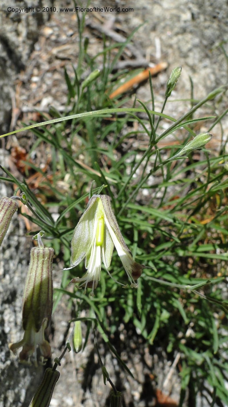 Silene repens, C. Davidson 11766--ID. Idaho Co. Josephine Lk Rd . 27 July 2010. 001 (57).jpg