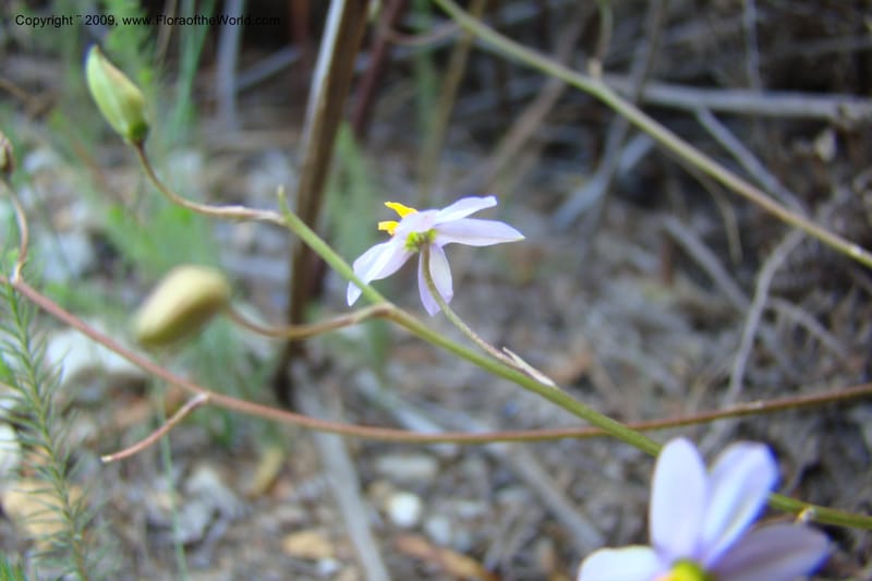 South Africa. Cape Prov. Kogelberg Nat. Res. 21 Jan 09. 200.jpg