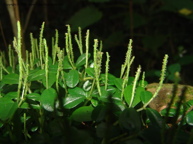 Peperomia retusa--So.Africa. Mpumal. Buffelskloof Private Nat. Res. 17 Mch 05. 268.jpg