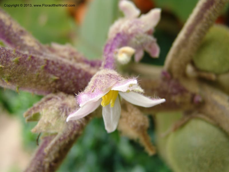 Solanum quitoense--Kenya. Limuru. Garden of Sue Brown. 10 July 04. 017.jpg