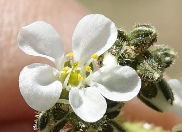 Limeum myosotis, L. Nanyeni 1158--Namibia. B1 to Rehoboth, Frankie Fredricks St. 15 Mar 2018. DSC00565 (452).JPG