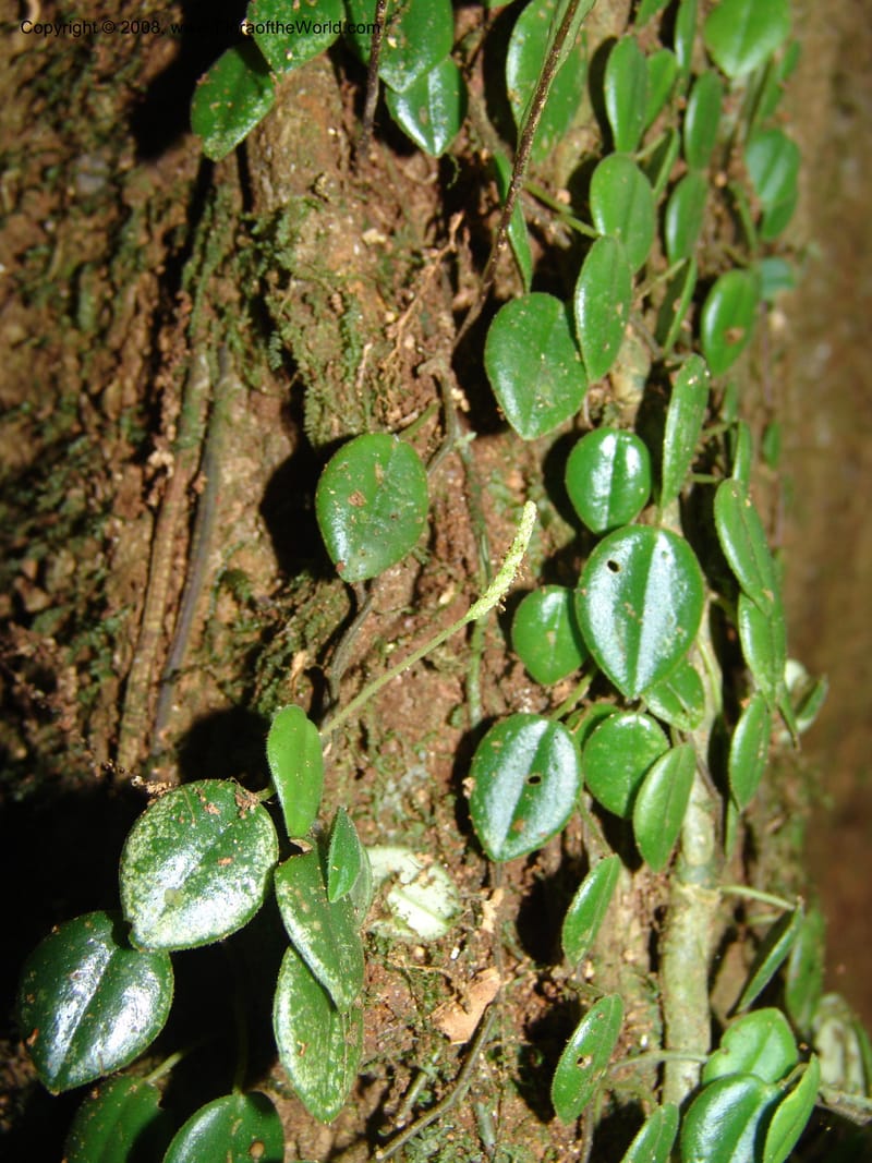 Peperomia, Croat93338--Ecuador. Prov. Los Rios. Cerro Samama, E of Pita. 14 Aug 04. 078.jpg